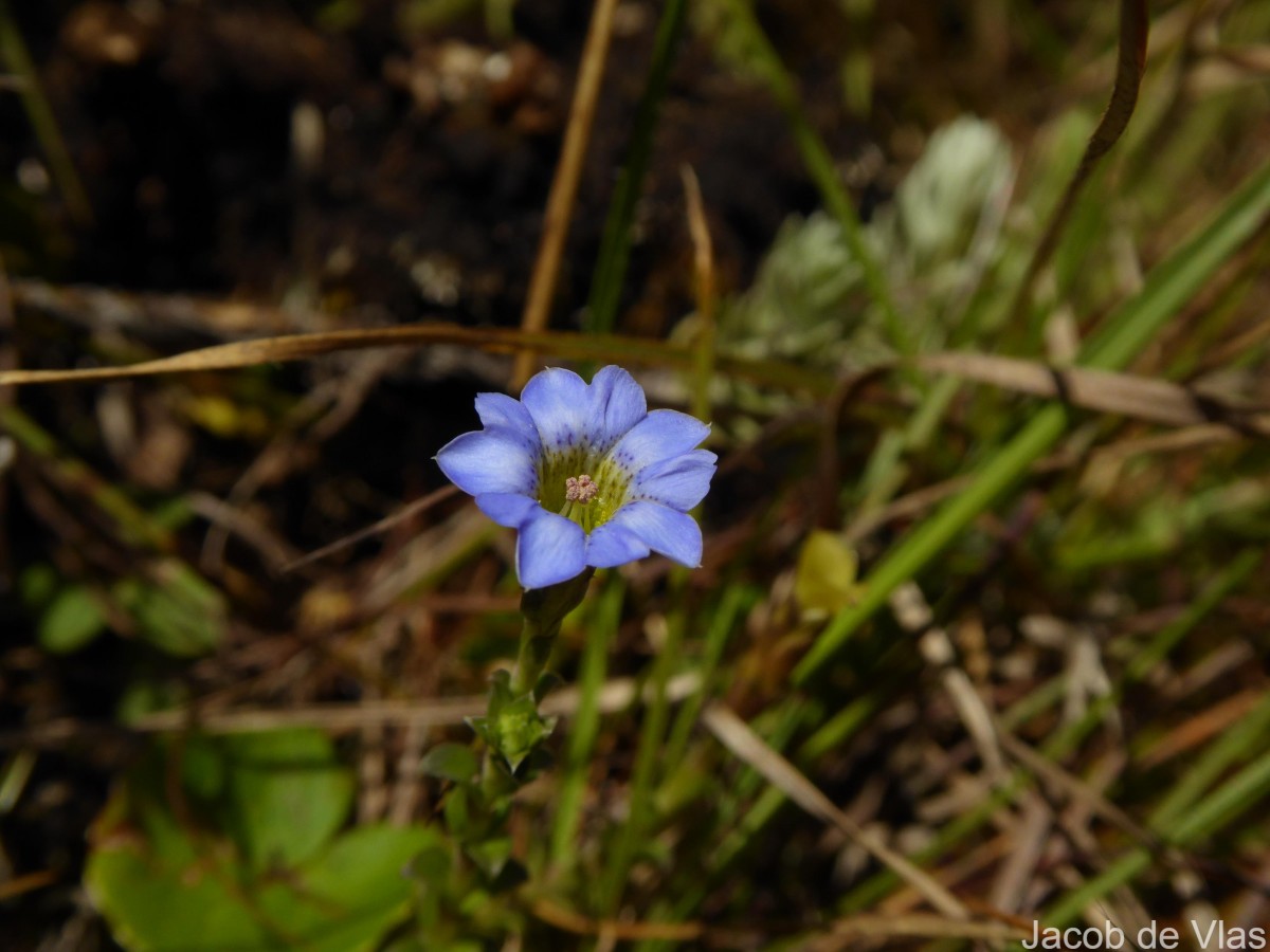 Gentiana pedicellata subsp. zeylanica (Griseb.) Halda